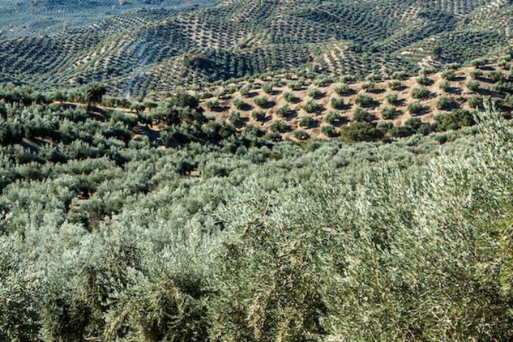 olive trees