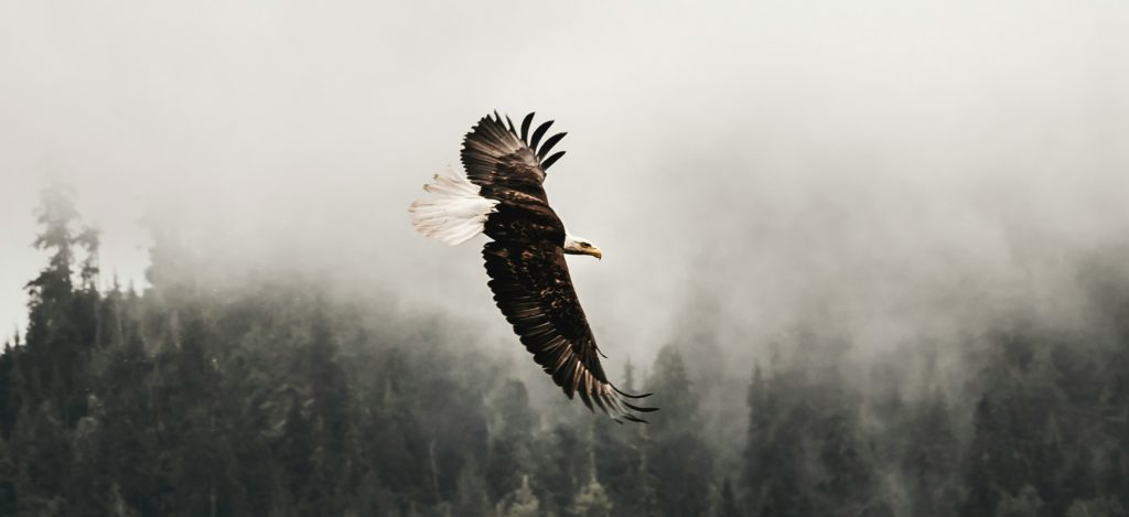 eagle