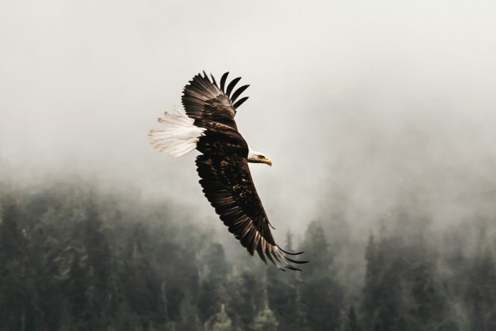 eagle